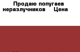 Продаю попугаев неразлучников  › Цена ­ 2 000 - Московская обл., Москва г. Животные и растения » Птицы   